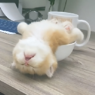 性巴克下载